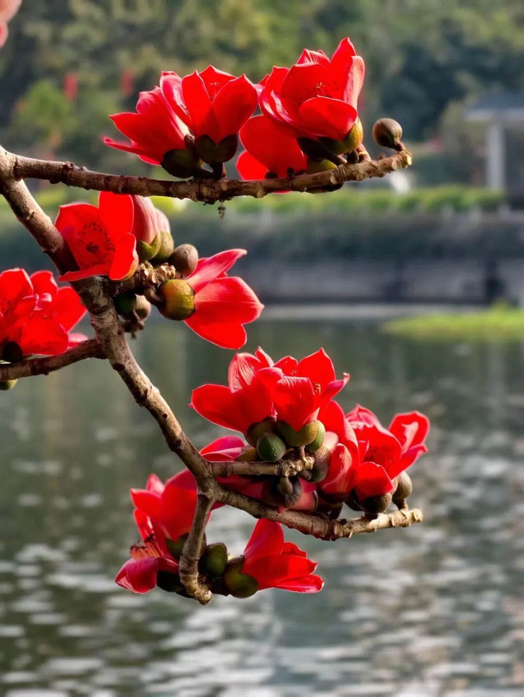 广东人的春天,怎么能少了一碗木棉花汤