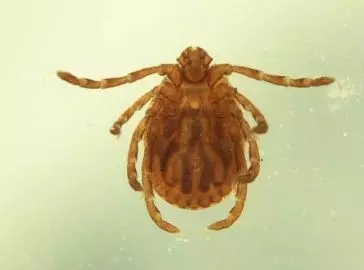 暑期出游注意这个“小东西”，严重可致命