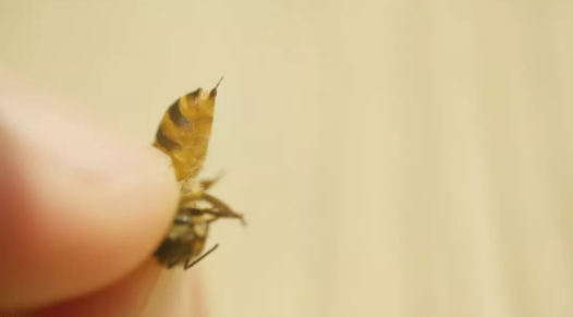 流感仍在高峰期？应对流感，预防是关键