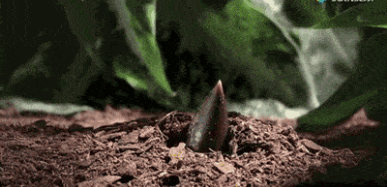 捋把春天一口一口慢慢吃掉，说的就是你“榆钱”