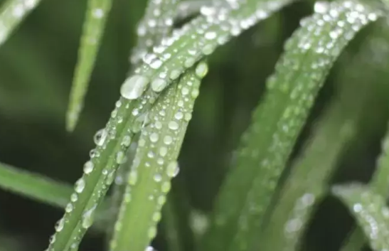 谷雨丨拉住春日的小尾巴，来一场与自然融合的养生之行