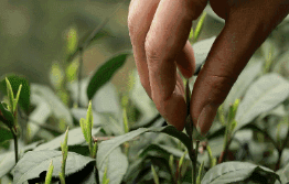 一芽两嫩叶，入馔别有风味